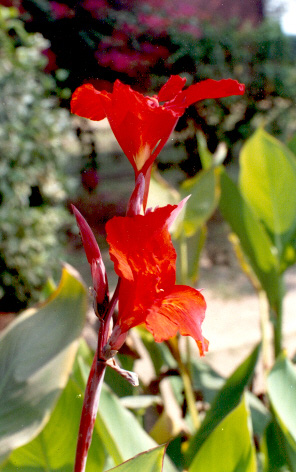 Flower Canna; Photo By George Zunwa