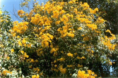 Flower Deccoma stens; Photo By George Zunwa